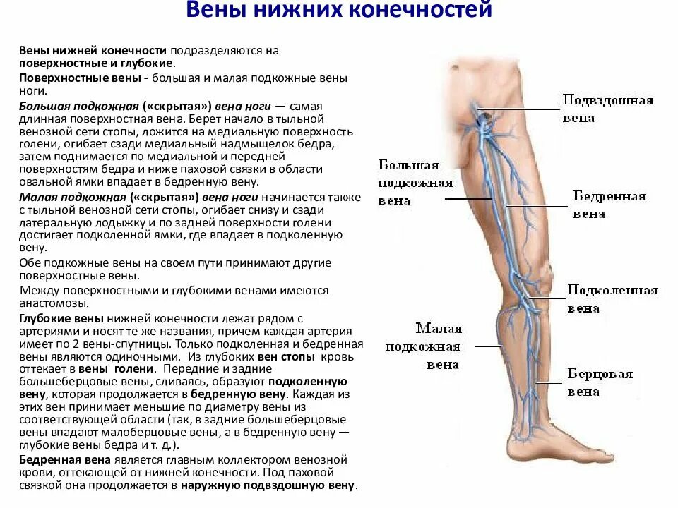 Карта вен нижних конечностей. Малая подкожная Вена нижней конечности. Структура вены нижних конечностей. Подкожная Вена нижней конечности анатомия. Большая и малая подкожная Вена ноги.