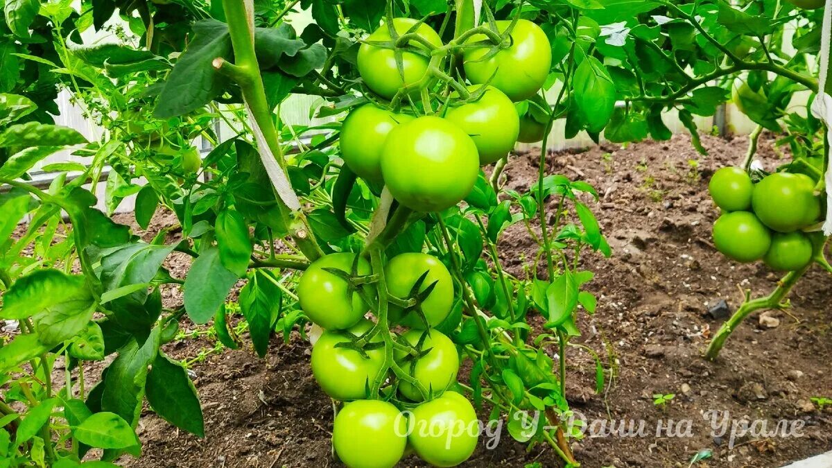 Сколько кустов томатов сажать в теплицу 3х6. Строение помидора. Лежачие помидоры сорта. Расположение помидор в теплице. Сколько кустов томатов.