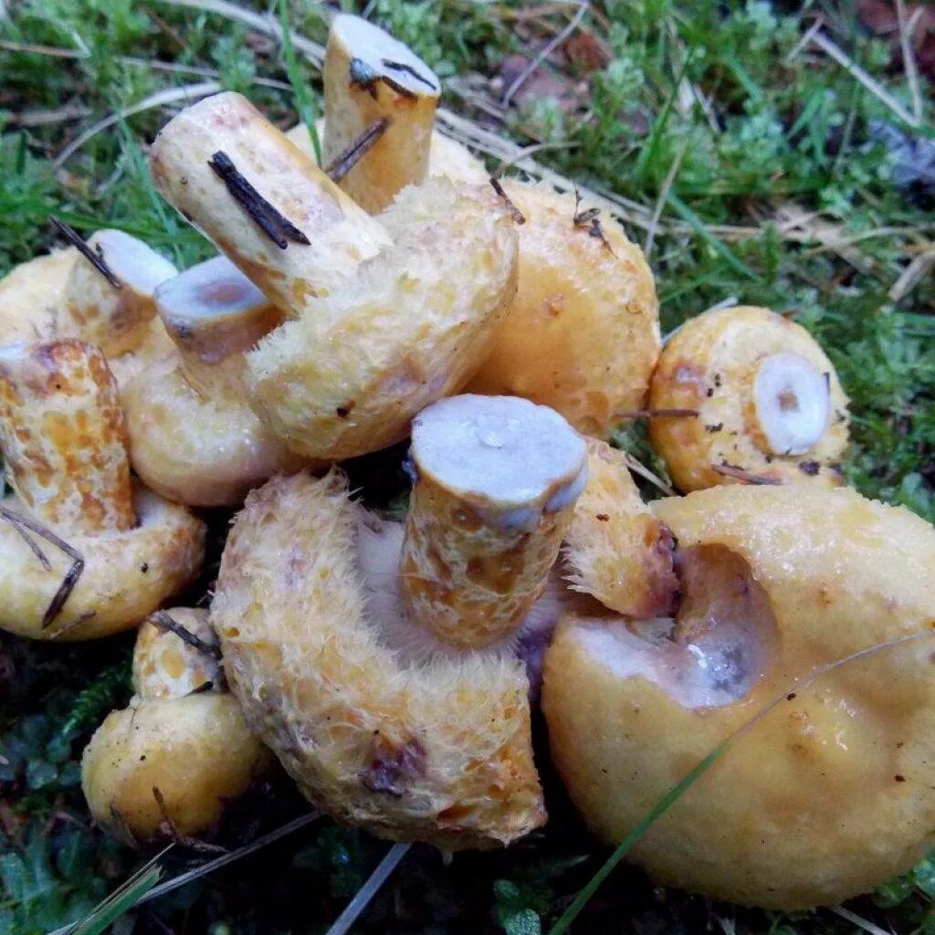 Скрипица млечник. Грибы пихта. Груздь жёлтый lactarius scrobiculatus. Грибы пихта. Грибы ханты мансийск.