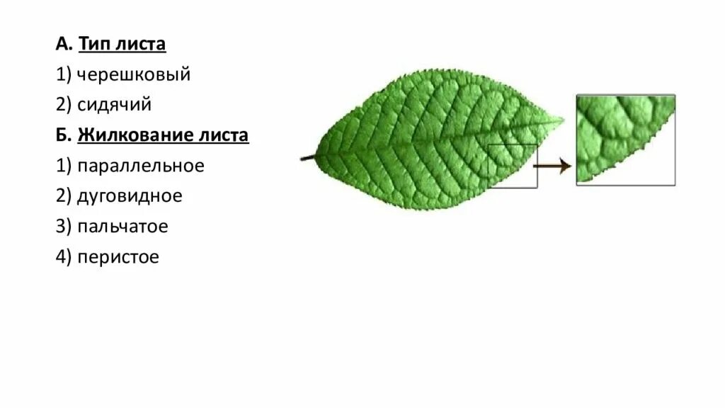 Параллельное 2 дуговидное 3 пальчатое 4 перистое. Тип листа 1) черешковый 2) сидячий. А Тип листа 1 черешковый 2 сидячий жилкование листа. Тип листа 1) черешковый.