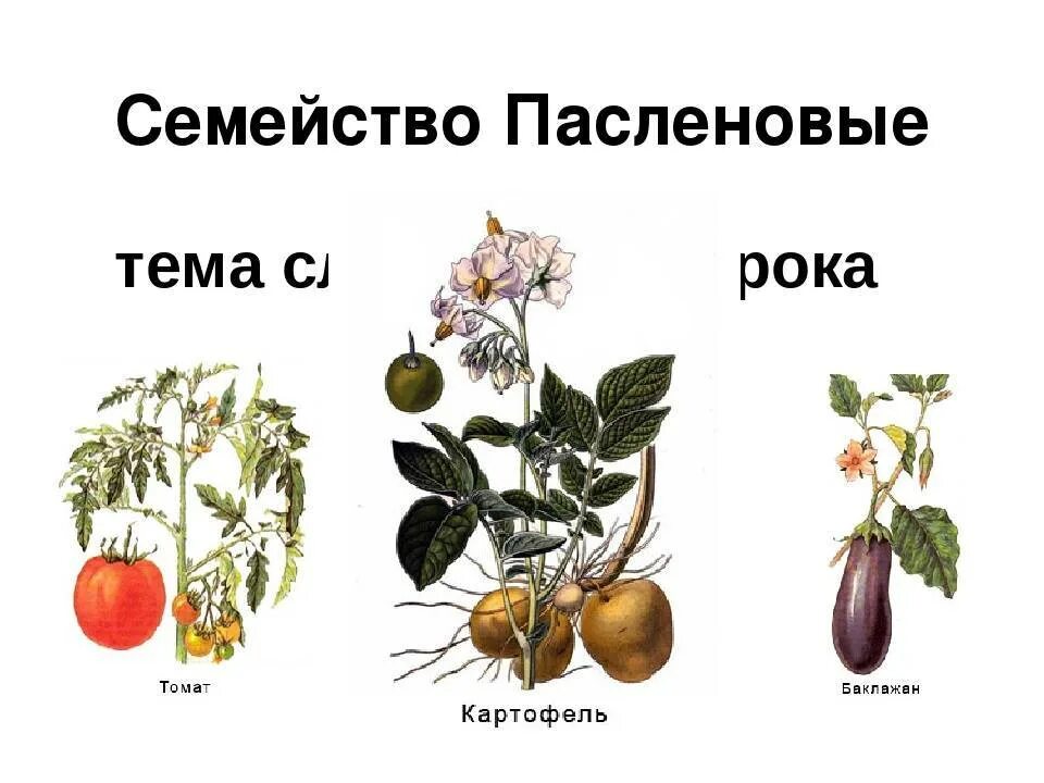 Покрытосеменные пасленовые двудольные. Двудольные растения Пасленовые. Семейство Пасленовые представители. Семейства покрытосеменных Пасленовые. Представители пасленовых растений.