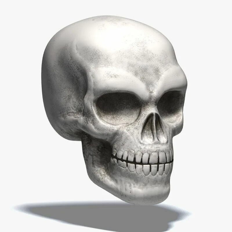 Skull model