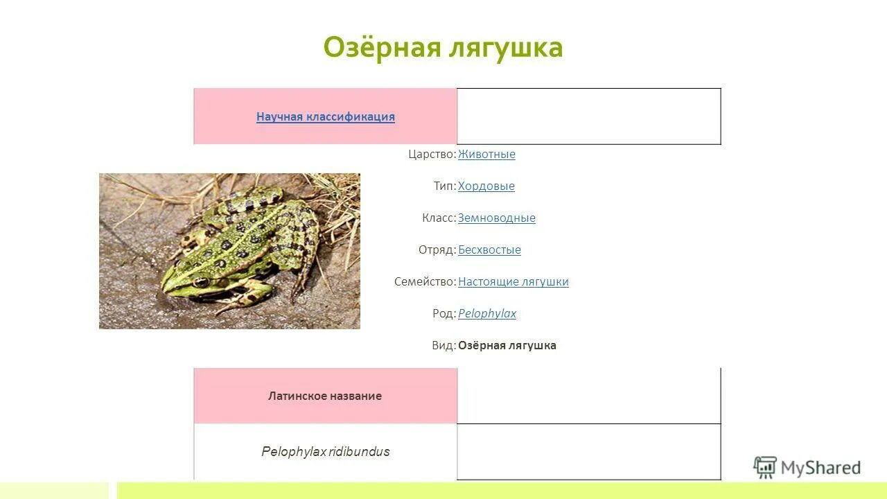 Травяная лягушка эукариоты. Хордовые класс земноводные. Царство тип класс отряд вид жабы. Лягушка класс отряд вид. Класс земноводные тип хордовые род жабы царство.