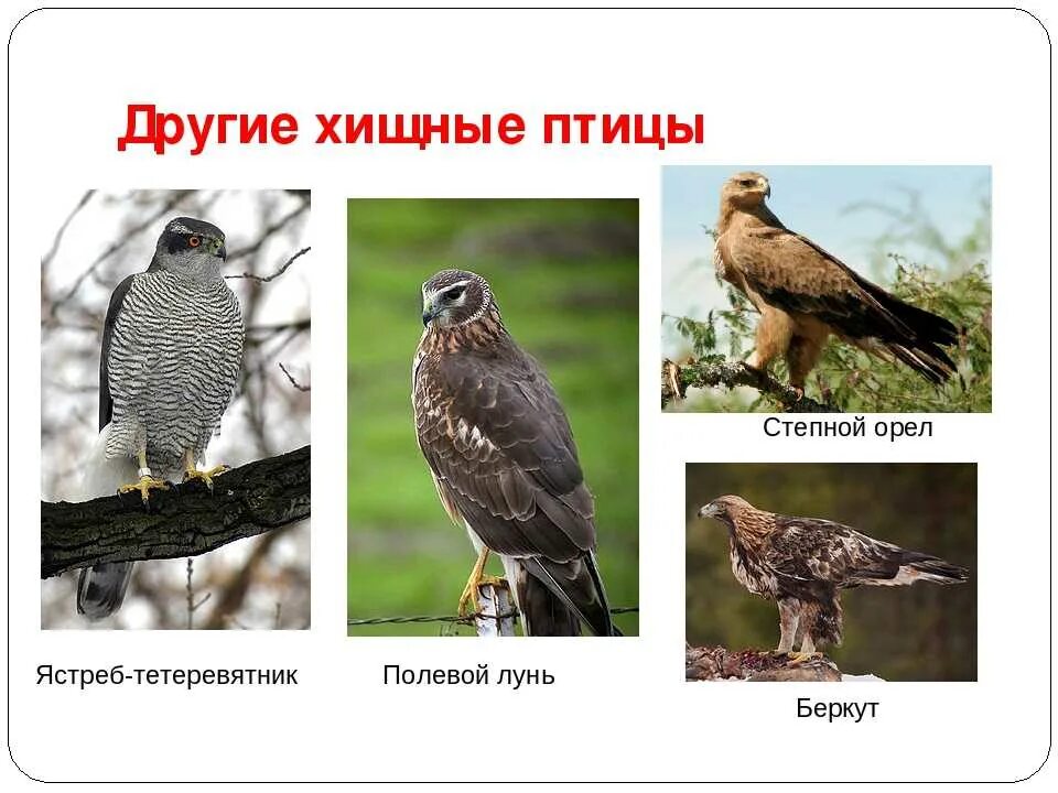 Ястреб пустельга подмосковья. Хищные птицы представители. Семейство ястребиные представители. Отряд дневные хищные птицы ястреб. Орлы соколы ястребы коршуны.