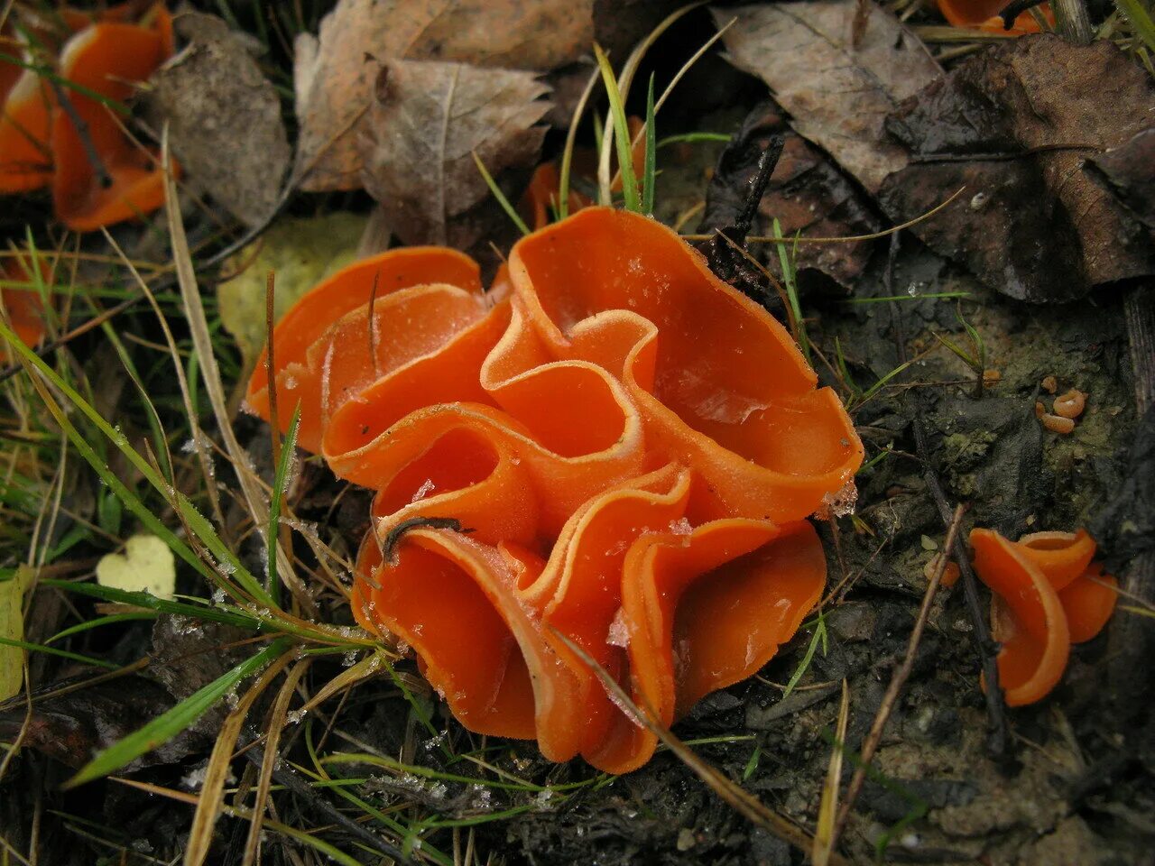 Оранжевые грибы фото File:Mycena leaiana in Glacier Pools Preserve (19486870960).jpg Wikimedia Comm