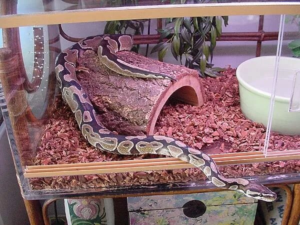 Guy 'Catches' Rubber Snake Under Bed - YouTube