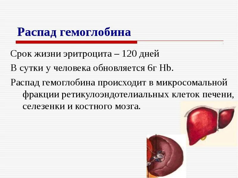 Печень и эритроциты. Разрушение эритроцитов в печени. Срок жизни эритроцитов. Как разрушается гемоглобин. Распад гемоглобина.