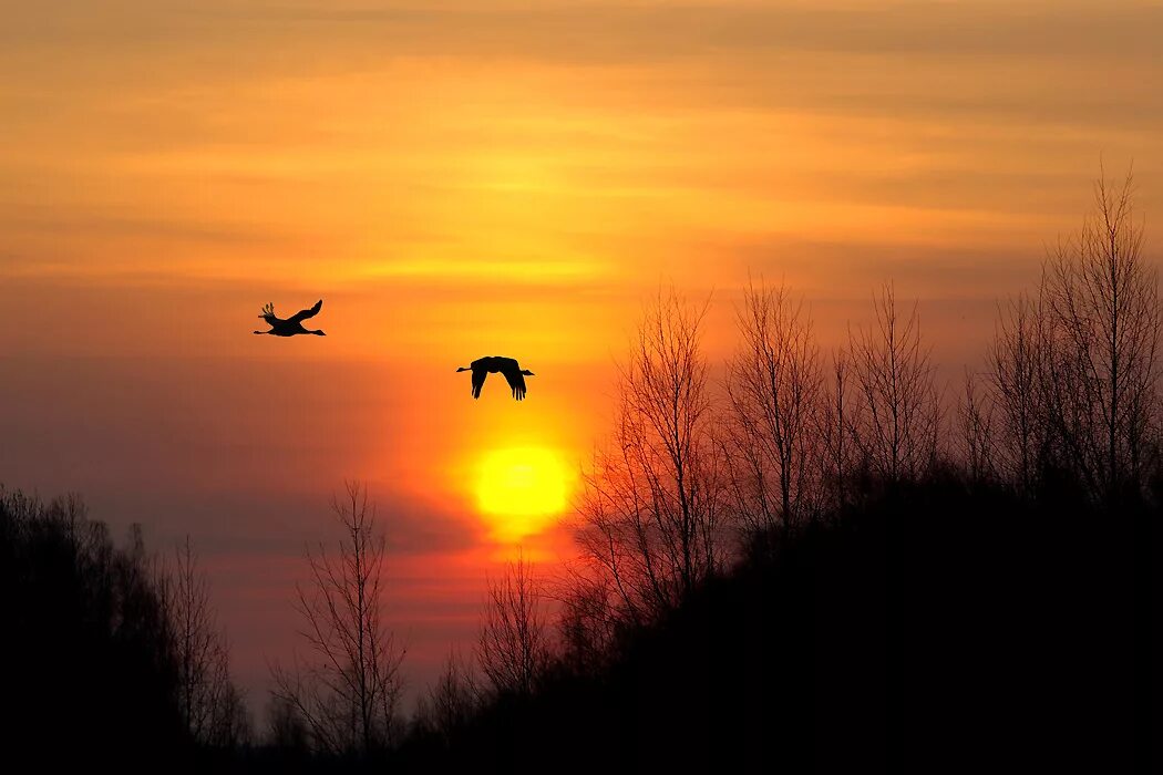Дни летят за рассветом закат слушать. Птицы улетают. Птицы на рассвете. Птицы на закате. Журавль в небе.