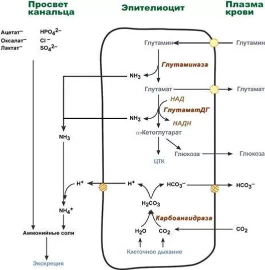 27 синтезы. Синтез аммонийных солей биохимия в почках. Биосинтез аммонийных солей. Орнитиновый цикл биохимия. Схема выведения аммиака с мочой.