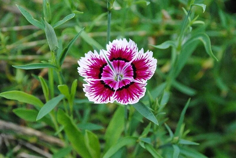 Гвоздика arabella purple. Гвоздика китайская ворожея. Гвоздика турецкая блэк мэджик. Карпобротус съедобный. Наперстянка пурпурная – digitalis purpurea.