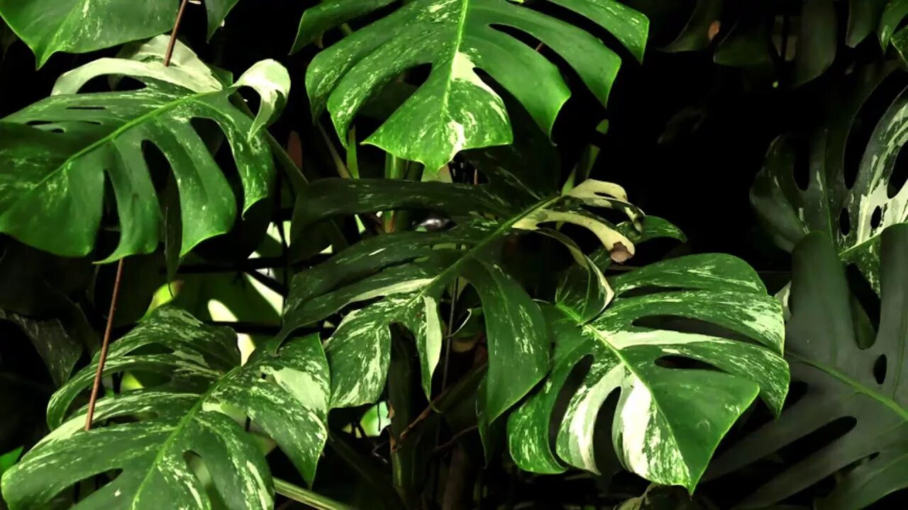 Монстера фото. Лиана монстера деликатесная. Монстера деликатесная (Monstera deliciosa). Монстера сильтипикана. Монстера Ароидные.
