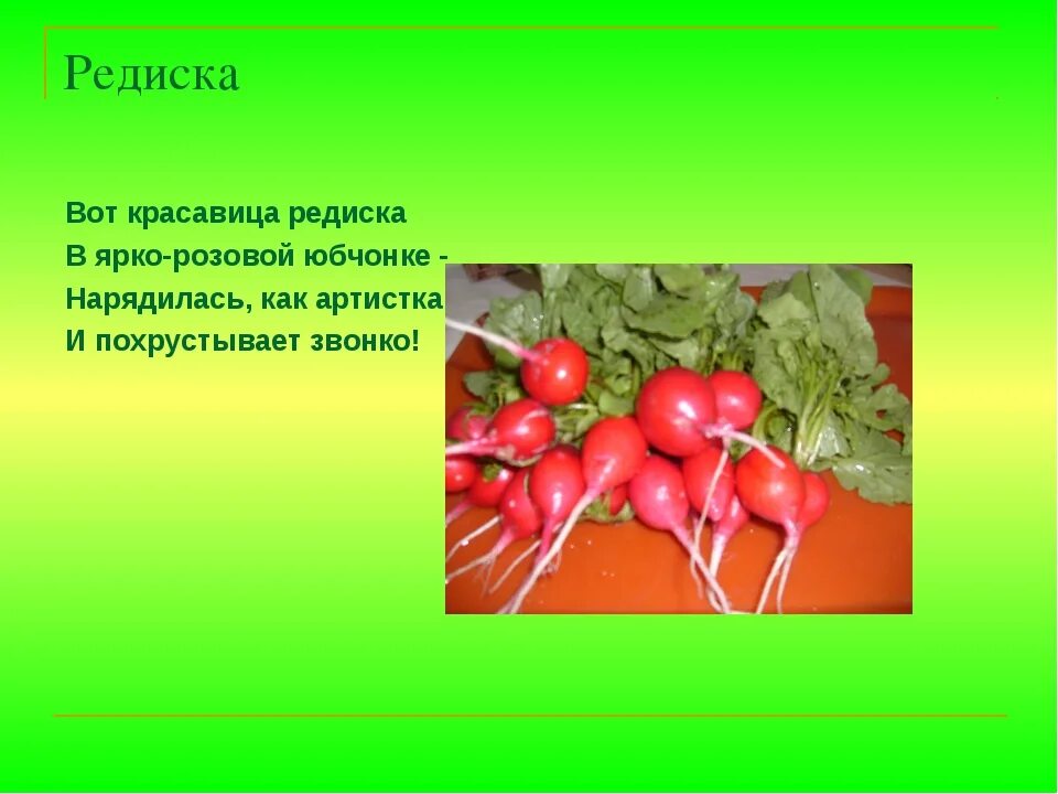 Какие витамины содержатся в редиске. Полезные витамины в редиске. чем полезна редиска. редис витамины. загадка про редиску.