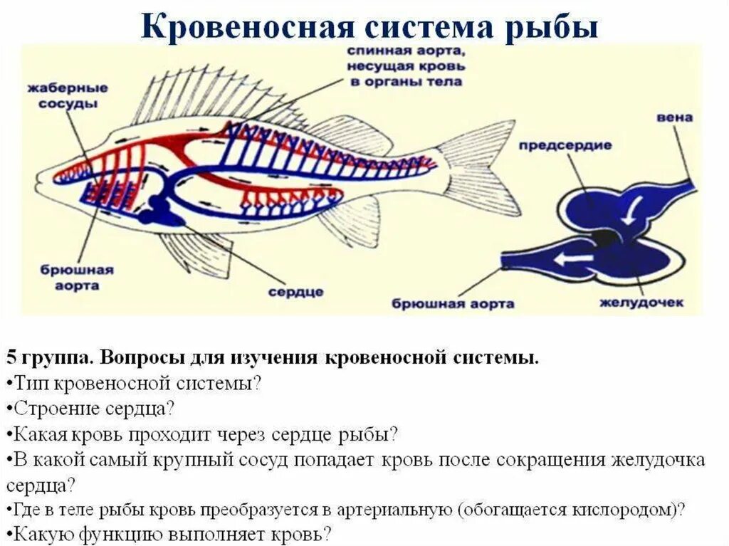 К клеткам тела животного поступает смешанная кровь. Тип кровеносной системы у рыб. Схема строения кровеносной системы костной рыбы. Кровеносная система хрящевых рыб схема. Внутреннее строение рыб и системы.