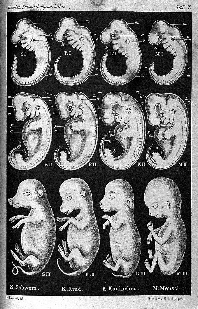Эрнст Геккель рисунки эмбрионов. Эрнст Геккель онтогенез. Эмбрионы Геккеля. Эрнст Геккель зародыш.