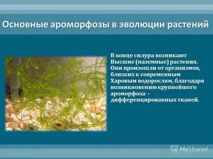 Ароморфозы в эволюции растений