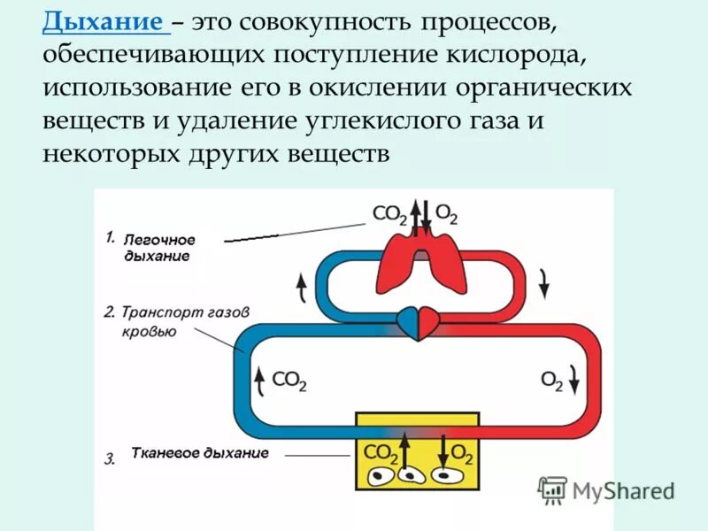 движения кислорода воздуха. движение кислорода в организме человека схема. физиологические этапы дыхания. как движется кислород. этапы внешнего дыхания физиология.