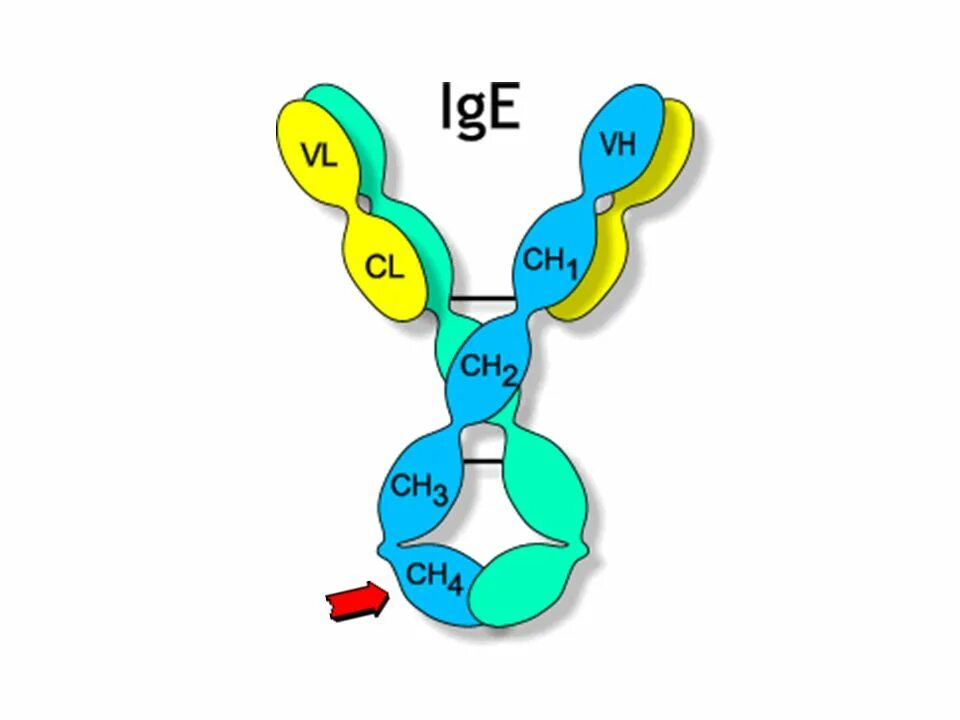 Высокий иммуноглобулин причины. IGE иммуноглобулин. Строение IGE. Иммуноглобулин е (IGE). IGE структура.