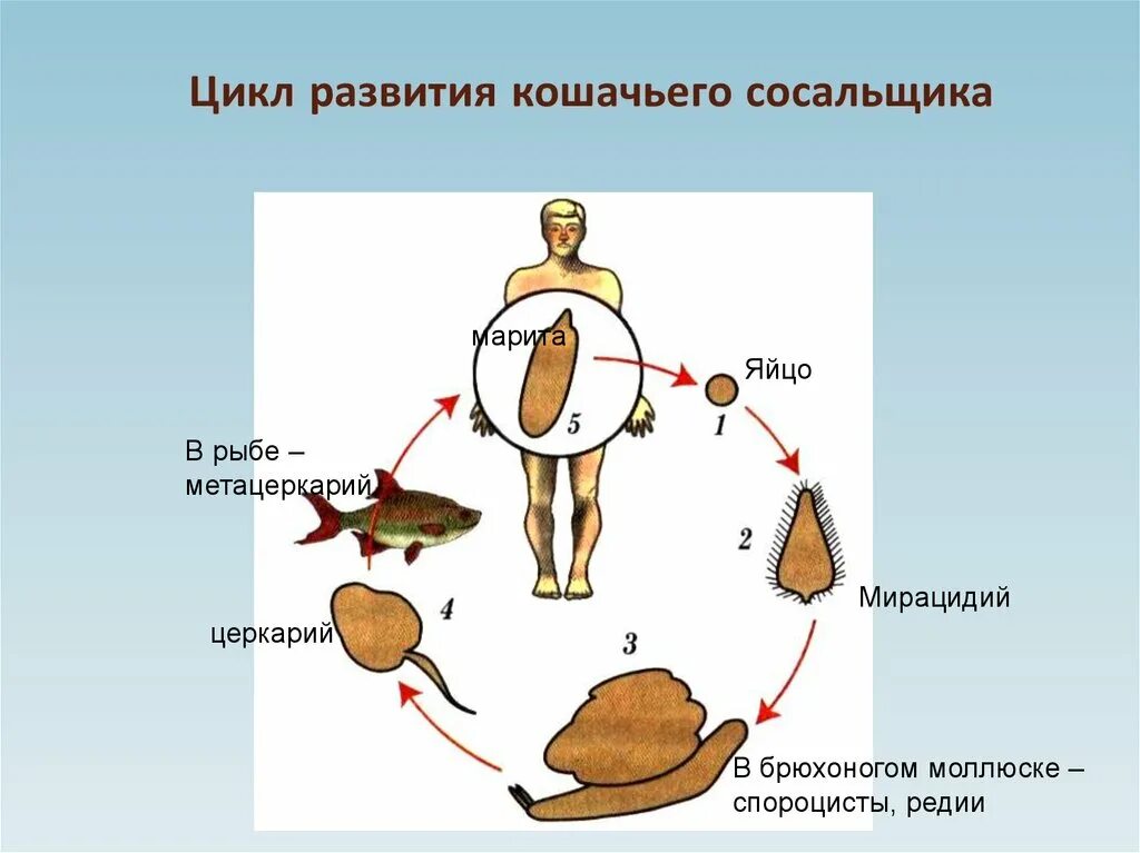 Цикл развития кошачьего сосальщика. Жизненный цикл Сибирского сосальщика Opisthorchis felineus. Жизненный цикл кошачьего сосальщика. Жизненный цикл Сибирского сосальщика.