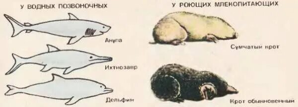 Конвергенция. Конвергенция у животных. Конвергенция признаков у животных. Конвергенция это в биологии.