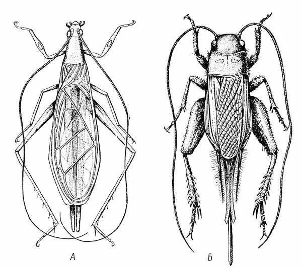 Прямокрылые представители отряда таблица. Сверчки кузнечики саранча. Отряд прямокрылые медведка. Прямокрылые и уховертки. Строение конечностей прямокрылых.