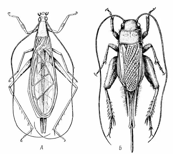 Личинка прямокрылых тип ротового аппарата. Отряд Прямокрылые сверчки. Сверчок Домовой строение. Сверчок домовый самец и самка. Конечности прямокрылых.