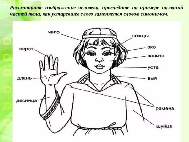 Древнииназвани частей тела. Древнерусские названия частей тела человека. Устаревшие названия частей лица. Архаизмы названия частей тела человека.