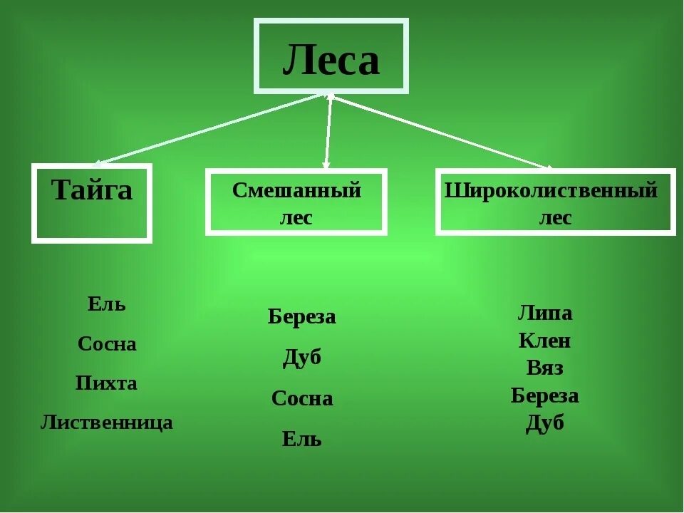 Природная зона смешанные и широколиственные леса таблица