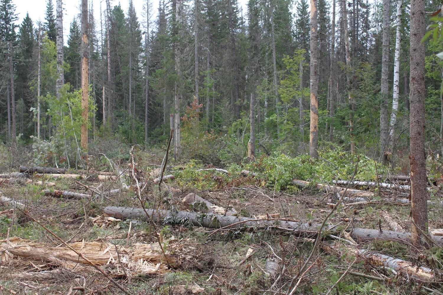 Вырубка лесов. Лес после вырубки. Вырубка лесов в Якутии. Вырубка лесов в Красноярском крае. Сплошные выборочные рубки