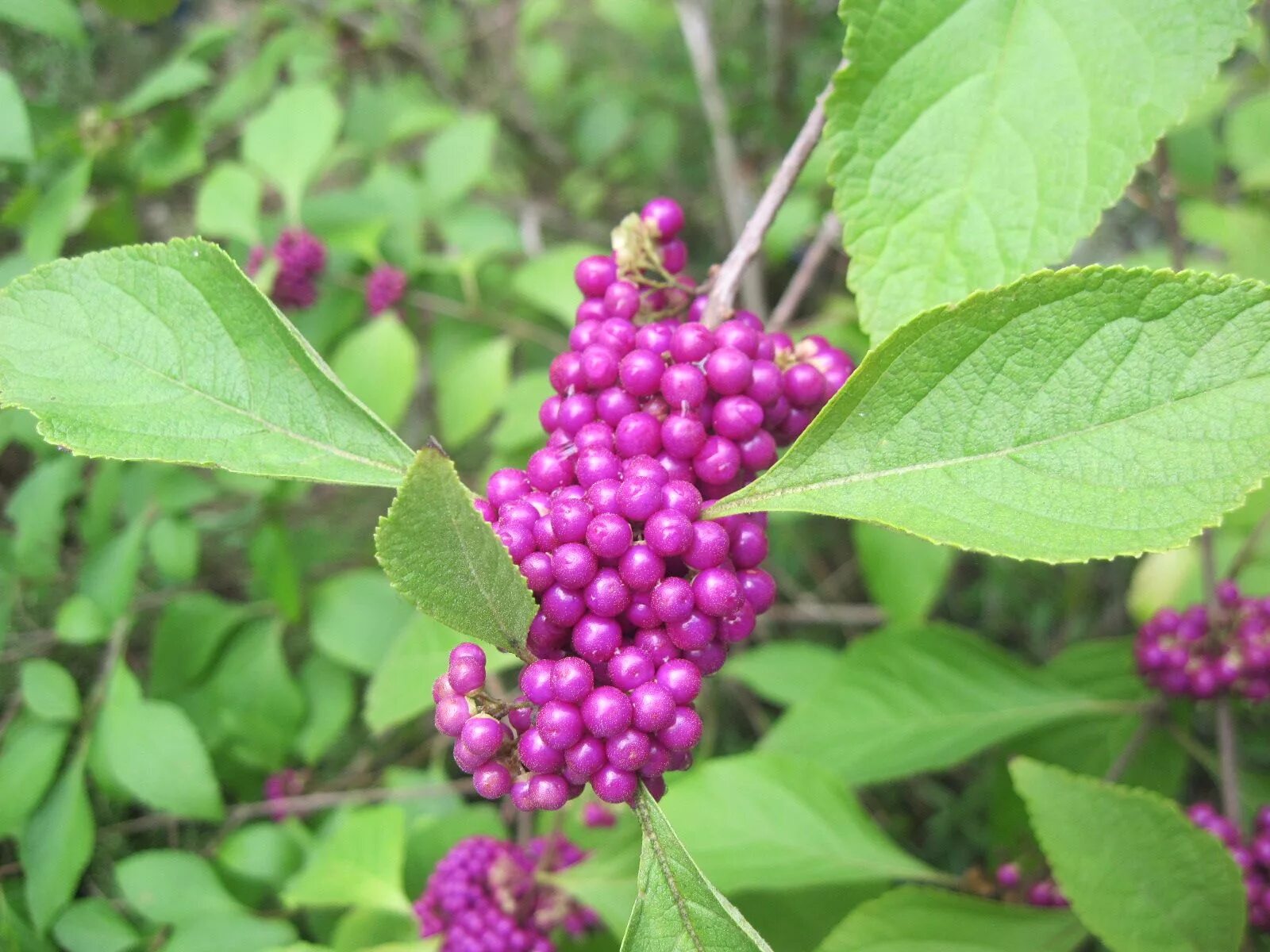 красивоплодник бодиньера жиральда. красивоплодник иссаи. красивоплодник ягоды. красивоплодник двухвильчатый. красивоплодник бодиньера.
