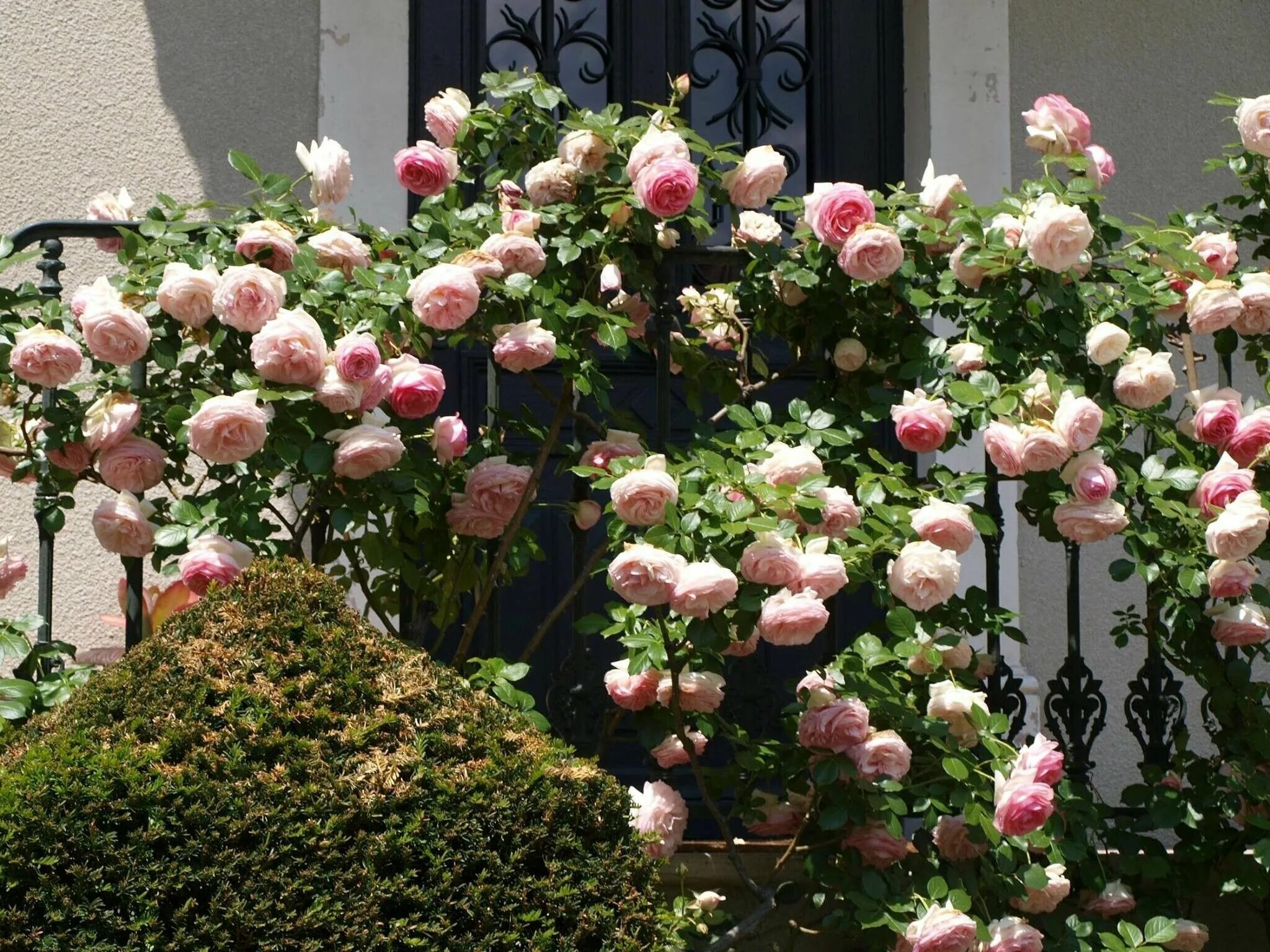 Плетистые розы пьер де ронсар. Плетистая пьер де ронсар. Плетистая пьер де ронсар. Плетистая пьер де ронсар. Плетистая пьер де ронсар.