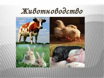 Тема животноводство 3 класс
