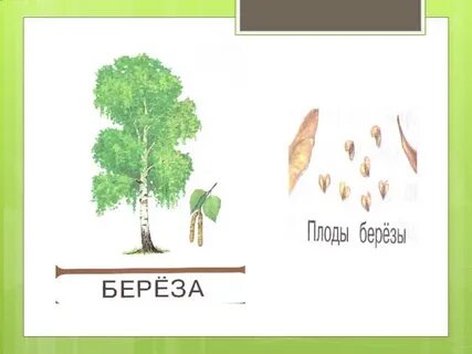Как размножить березу