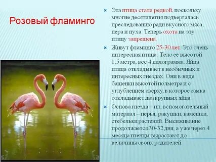 Особенности строения фламинго