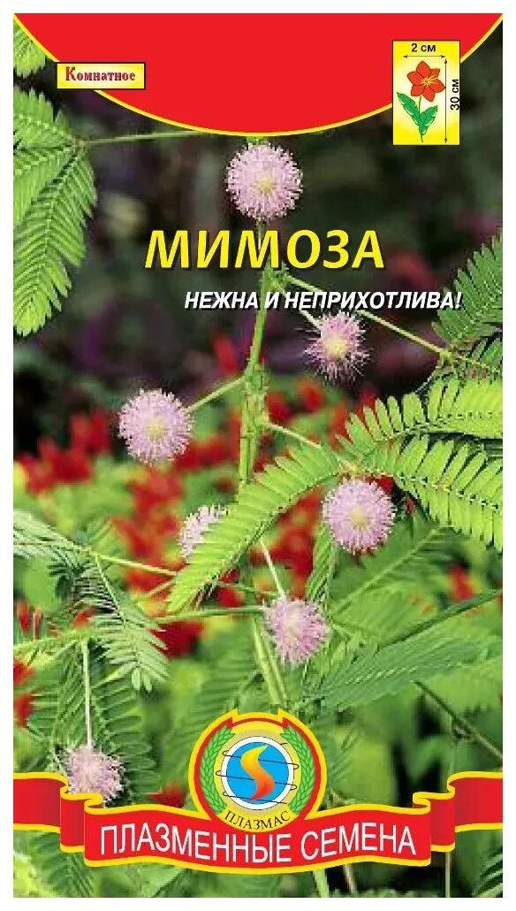 Мимоза стыдливая семена. Мимощы стыдоивая семена. Мимоза стыдливая семена плазменные. Семена Мимоза стыдливая (Mimosa pudica)20шт. Семена мимозы купить