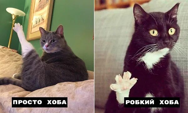 хоба кот мем. кот хоб. кот хоб. кошка с поднятой лапой. кот поднял ногу.