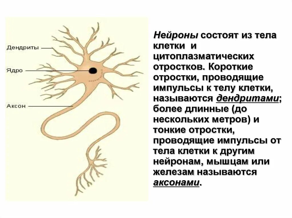 Короткие сильно ветвящиеся отростки. Аксон короткий отросток нейрона. Отросток нервной клетки. Длинный отросток нейрона. Отростки нервных клеток образуют.