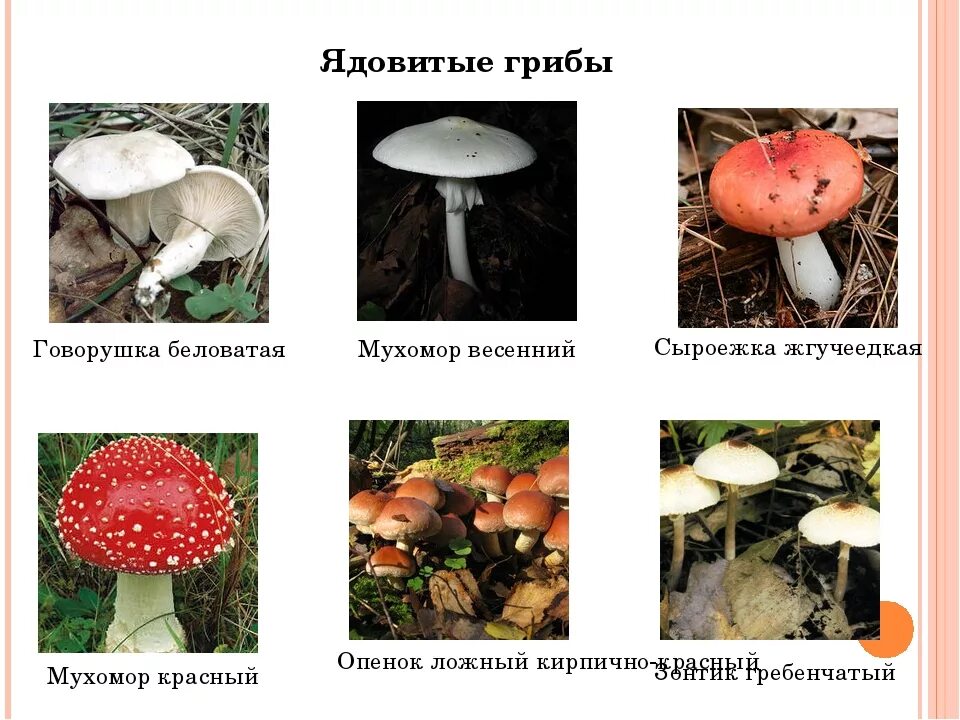 Назови 3 гриба. Несъедобные Лесные грибы 2 класс. Название ядовитых грибов. Картинки ядовитых грибов. Название несъедобных грибов.