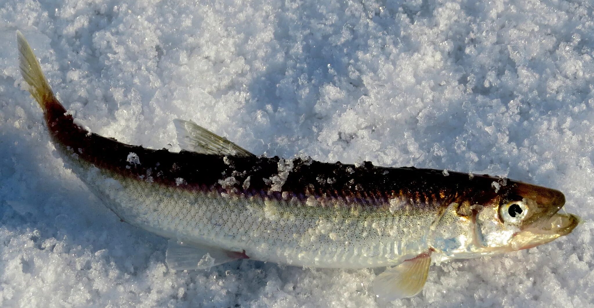 Лов корюшки