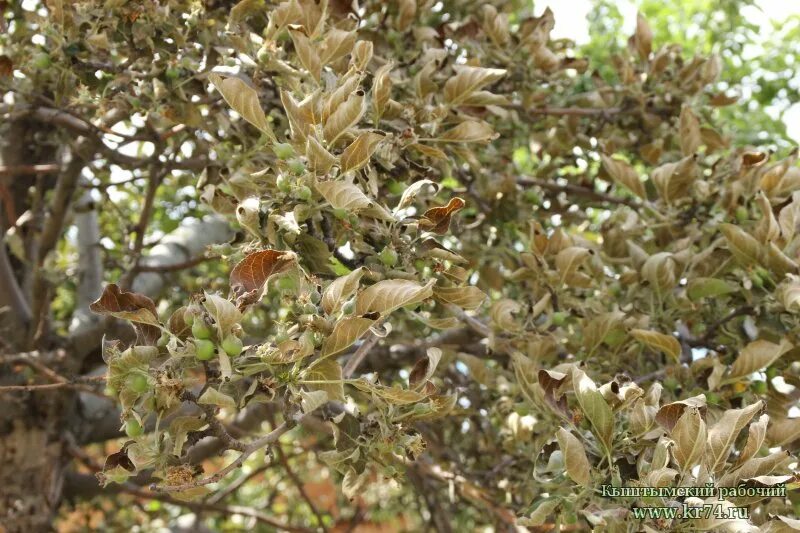 гибнущий сад и несостоявшаяся даже незамеченная