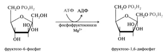 Глюкоглюкозо 6 фосфат - фруктозо 6 фосфат – фруктозо 1,6 Биофосфат. Фруктозо 1 6 бисфосфат формула. Образование глюкозо-1,6-дифосфата. 1 6 Дифосфат д фруктозы.
