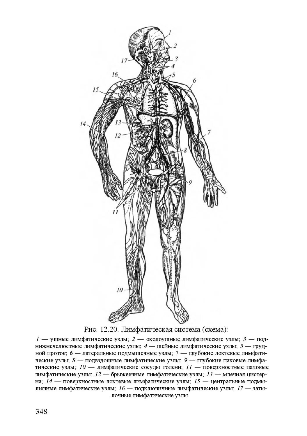 Анатомия лимфатической системы Гайворонский. Лимфатическая система схема. Лимфатическая система схема узлов. Лимфатическая система человека схема узлов 3д. Лимфоузлы на теле женщины схема