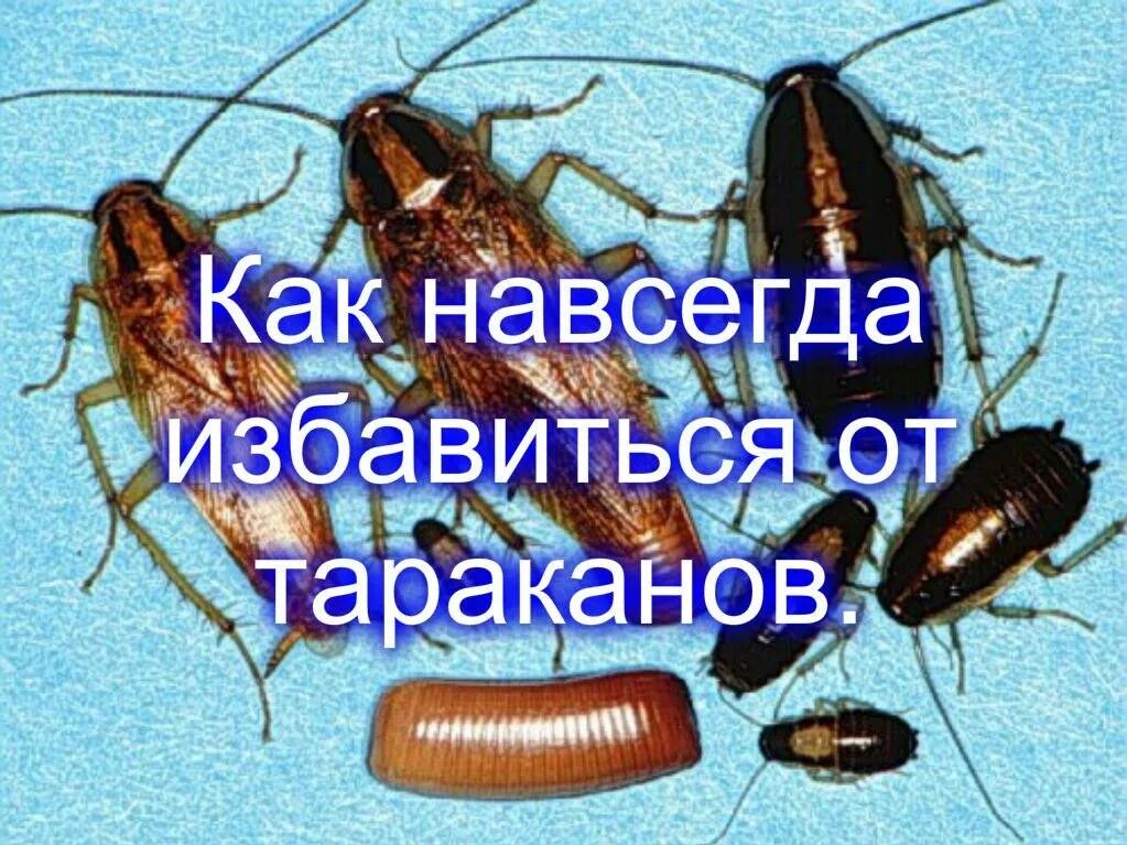 Чего боятся тараканы в квартире народные средства. Избавление от тараканов. Чего боятся тараканы в квартире народные средства. Средство от избавления тараканов. Как избавиться от тараканчиков.