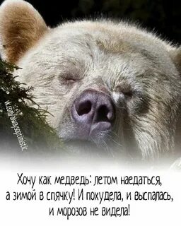 Медведь афоризмы