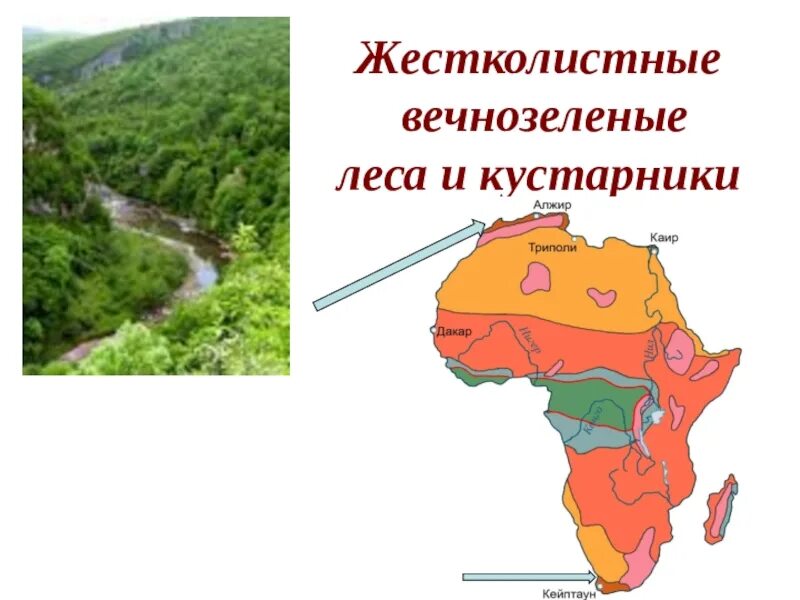 Климат жестколистных вечнозеленых. Природные зоны Африки 7 класс жестколистные леса и кустарники Африки. Жестколиственные леса природные зоны. Жестколиственные леса географическое положение Евразии. Жестколистные вечнозеленые леса Африки.