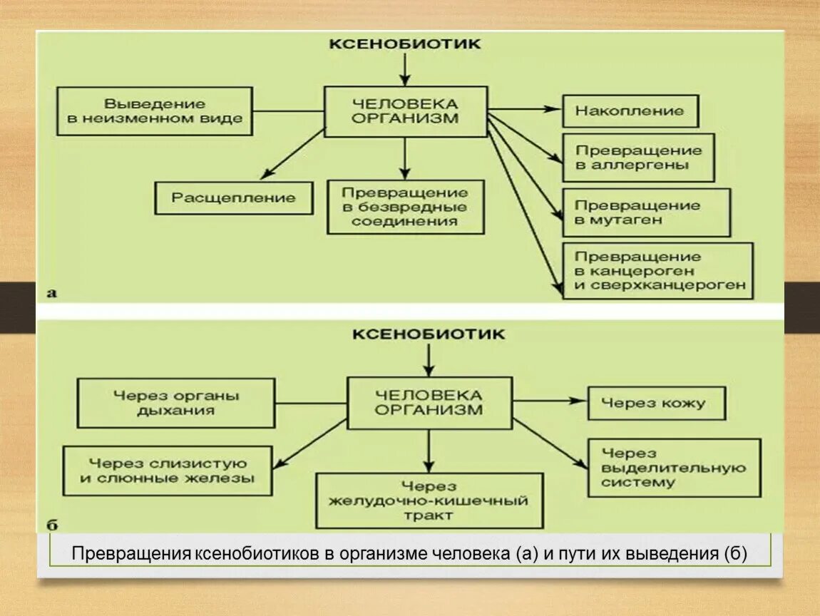 Ксенобиотики в организме. Превращение ксенобиотиков в организме человека. Превращение и накопление ксенобиотиков в организме человека. Пути поступления ксенобиотиков, метаболизм, пути выведения. Основные пути поступления ксенобиотиков в организм.