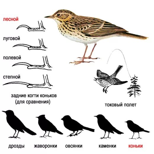 Размеры птиц сравнение. Лесной конек щеврица. Виды птиц. Птицы в городе. Птицы средней полосы России.