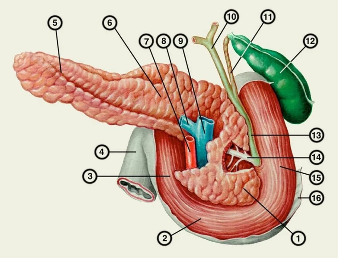 Строение поджелудочной железы анатомия. Двенадцатиперстная кишка анатомия поджелудочная. Поджелудочная железа анатомия без подписей. Tuber omentale поджелудочной железы. Легкие и поджелудочная железа