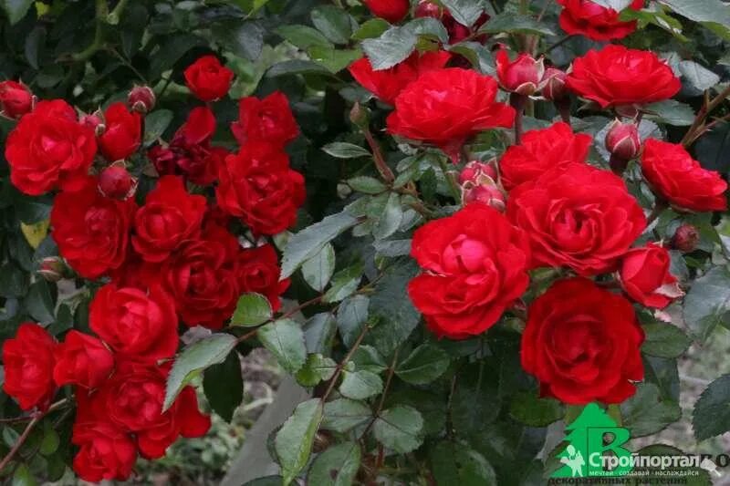 Галерея - Red Fairy (Fairy Rouge, MORedfar, Rote Fairy) - Энциклопедия роз