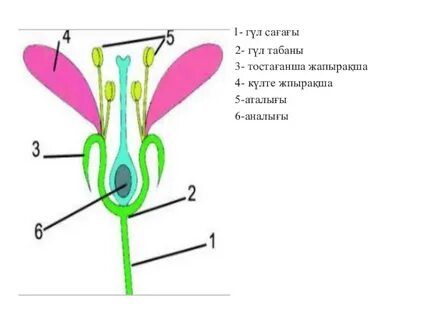 Орысша екі əтешпен əйелді силау