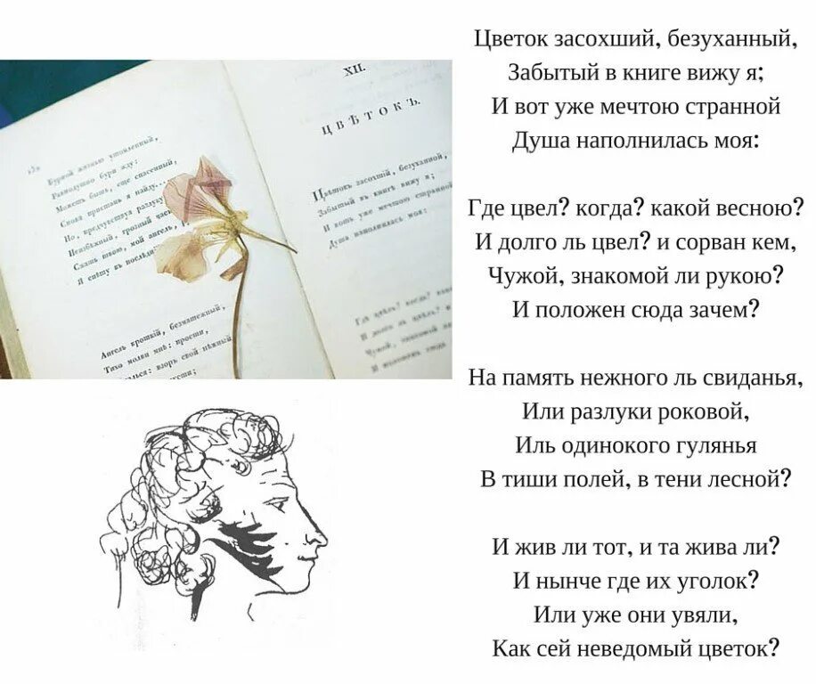 Цветов стихотворение а с пушкин. Цветок засохший безуханный забытый в книге вижу я а Пушкин.